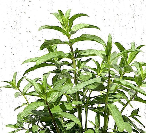Habak Desert Mint "Mentha longifolia" Vegetable Herb Plant 6ltr Pot - Greensouq - 