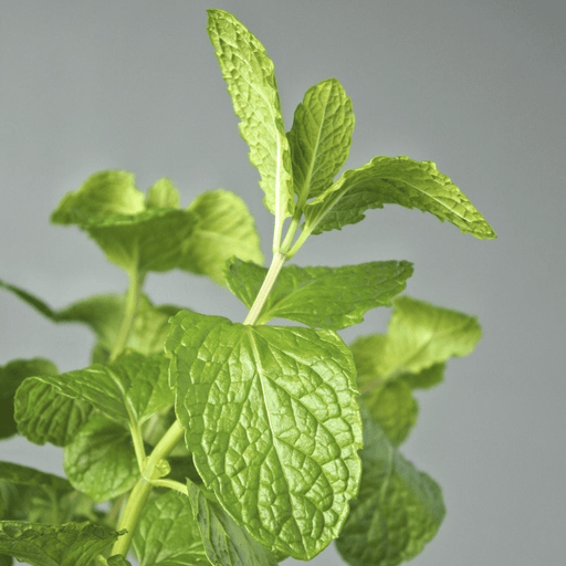 Habak Desert Mint "Mentha longifolia" Vegetable Herb Plant 6ltr Pot - Greensouq - 