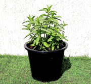 Habak Desert Mint "Mentha longifolia" Vegetable Herb Plant 6ltr Pot - Greensouq - 