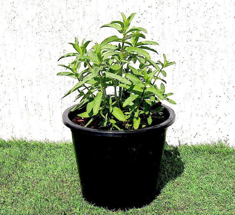 Habak Desert Mint "Mentha longifolia" Vegetable Herb Plant 6ltr Pot - Greensouq - 