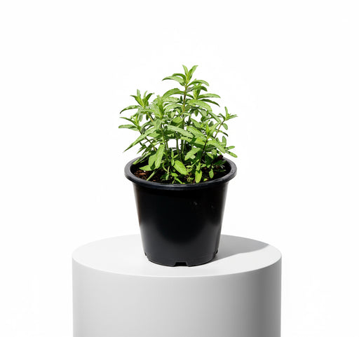 Habak Desert Mint "Mentha longifolia" Vegetable Herb Plant 6ltr Pot - Greensouq - 