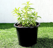 Habak Desert Mint "Mentha longifolia" Vegetable Herb Plant 6ltr Pot - Greensouq - 