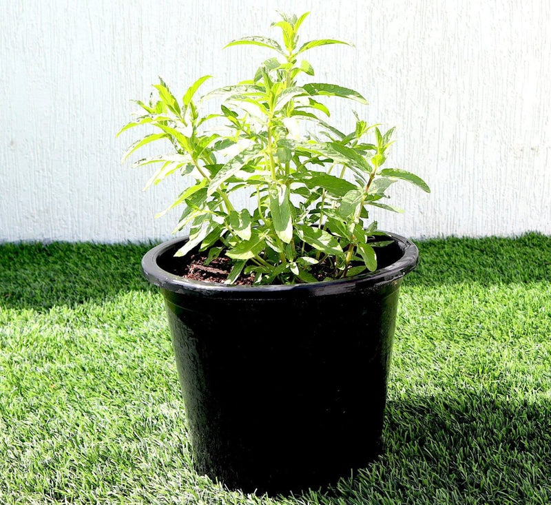 Habak Desert Mint "Mentha longifolia" Vegetable Herb Plant 6ltr Pot - Greensouq - 