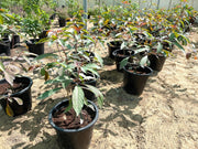 Hamelia patens "Fire Bush" 50 - 70cm Height - Greensouq - 
