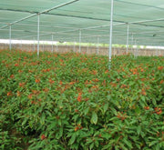 Hamelia patens "Fire Bush" 50 - 70cm Height - Greensouq - 