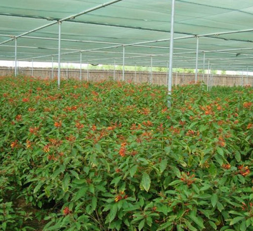 Hamelia patens "Fire Bush" 50 - 70cm Height - Greensouq - 