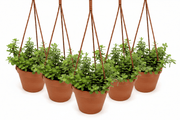 Hanging Elephant Bush - Portulacaria afra - Greensouq - 
