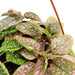 Hanging Hypoestes phyllostachya | Polka Dot Plant - Greensouq - 