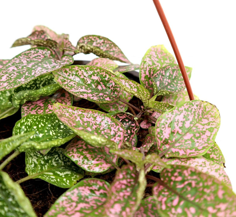 Hanging Hypoestes phyllostachya | Polka Dot Plant - Greensouq - 