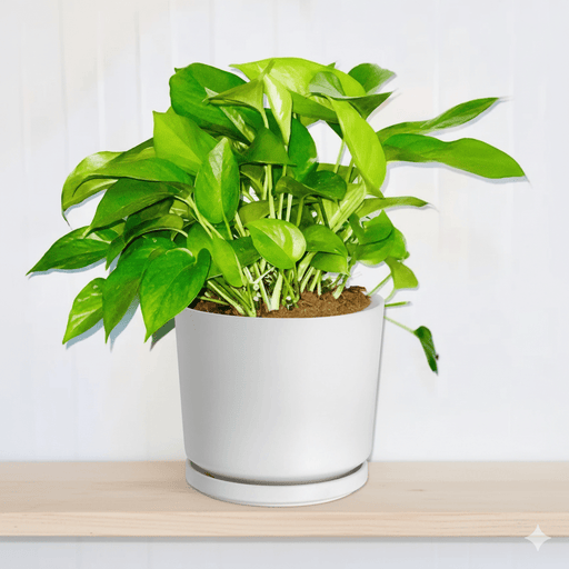 Hanging Money Plant "Epipremnum Aureum" 20 - 30cm - Greensouq - 