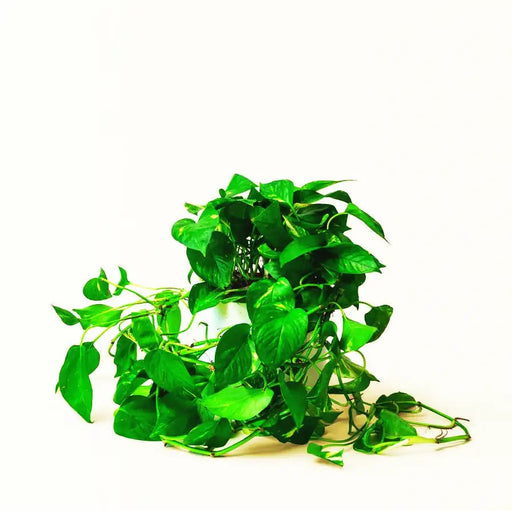 Hanging Money Plant "Epipremnum Aureum" - Greensouq - 