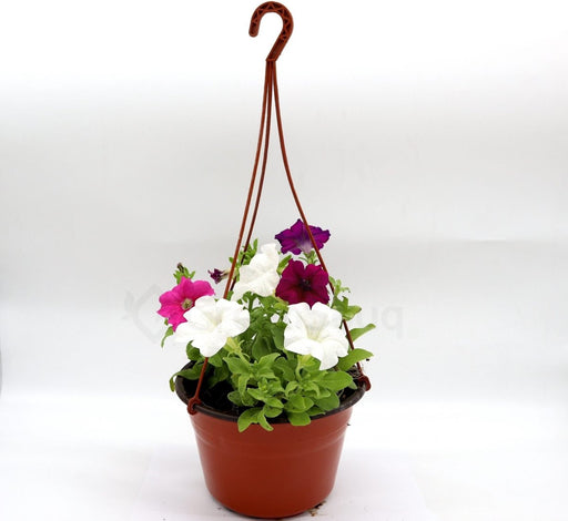 Hanging Petunia Mix "Petunias" - Greensouq - 