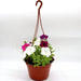Hanging Petunia Mix "Petunias" - Greensouq - 