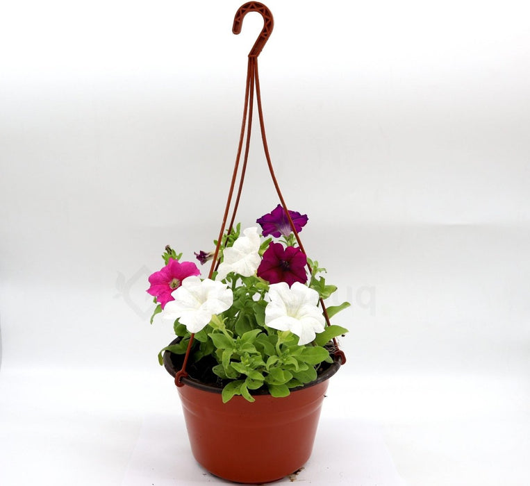 Hanging Petunia Mix "Petunias" - Greensouq - 