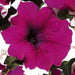 Hanging Petunia Mix "Petunias" - Greensouq - 