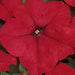 Hanging Petunia Mix "Petunias" - Greensouq - 