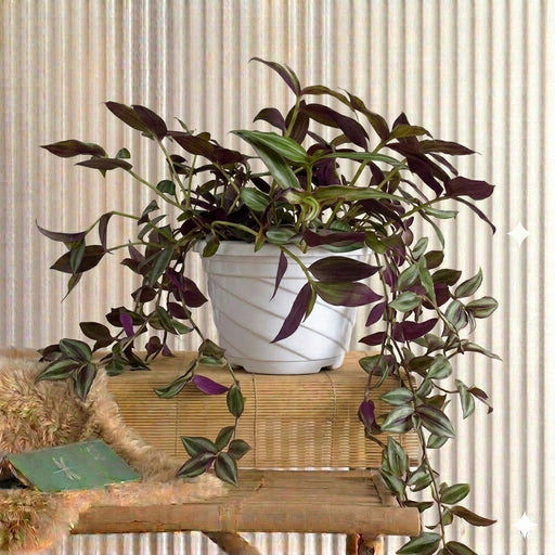 Hanging Wandering Jew | Dubai Gardens Purple Beauty! - Greensouq - 