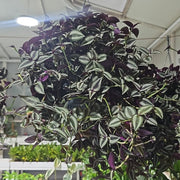 Hanging Wandering Jew | Dubai Gardens Purple Beauty! - Greensouq -