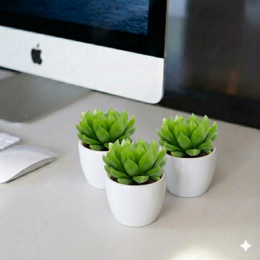 Haworthia Cooperi "Window Haworthia" 4 - 6cm (Mini succulents) - Greensouq - 