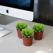 Haworthia Cooperi "Window Haworthia" 4 - 6cm (Mini succulents) - Greensouq - 
