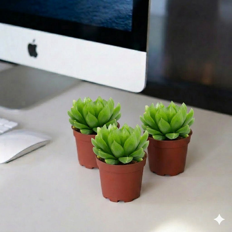 Haworthia Cooperi "Window Haworthia" 4 - 6cm (Mini succulents) - Greensouq - 