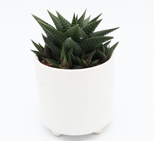 Haworthia Fasciata "Big Band or Zebra Cactus" 10 - 15cm - Greensouq - 