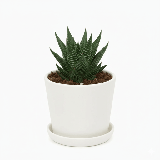 Haworthia Fasciata "Big Band or Zebra Cactus" 10 - 15cm - Greensouq - 