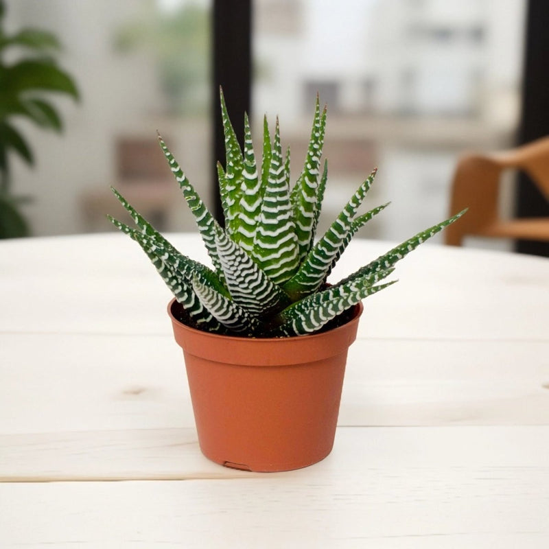 Haworthia Fasciata or Zebra Cactus 10 - 15cm - Greensouq - 