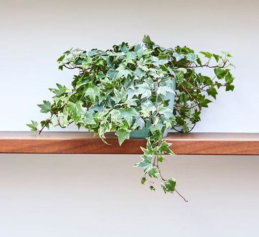 Hedera variegata or Variegated English Ivy الإنجليزية اللبلاب