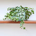 Hedera variegata or Variegated English Ivy الإنجليزية اللبلاب