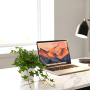 Hedera helix (English Ivy) 10 - 15cm | UAE Best Selling indoor Plants! - Greensouq - 