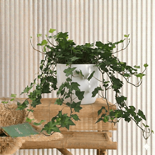 Hedera Helix - English Ivy | UAE's Clinging Evergreen Vineis! - Greensouq - 