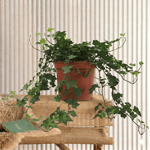 Hedera Helix - English Ivy | UAE's Clinging Evergreen Vineis! - Greensouq - 