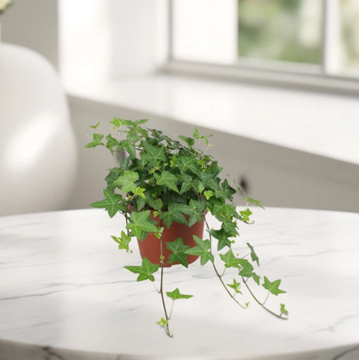 Hedera helix or English Ivy "Mixed Per Plant" 10 - 15cm - Greensouq - 