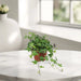 Hedera helix or English Ivy "Mixed Per Plant" 10 - 15cm - Greensouq - 