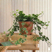 Hedera variegata | Dubai Good Greens! - Greensouq - 