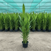 Heliconia Psittacorum "Parrot's beak / Parakeet flower" water plant - Greensouq -