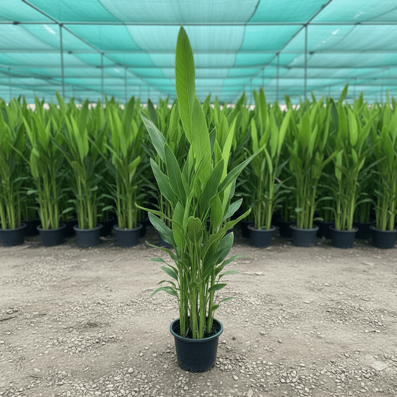 Heliconia Psittacorum "Parrot's beak / Parakeet flower" water plant - Greensouq -