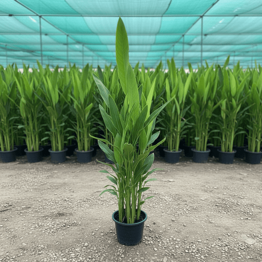 Heliconia Psittacorum "Parrot's beak / Parakeet flower" water plant - Greensouq -