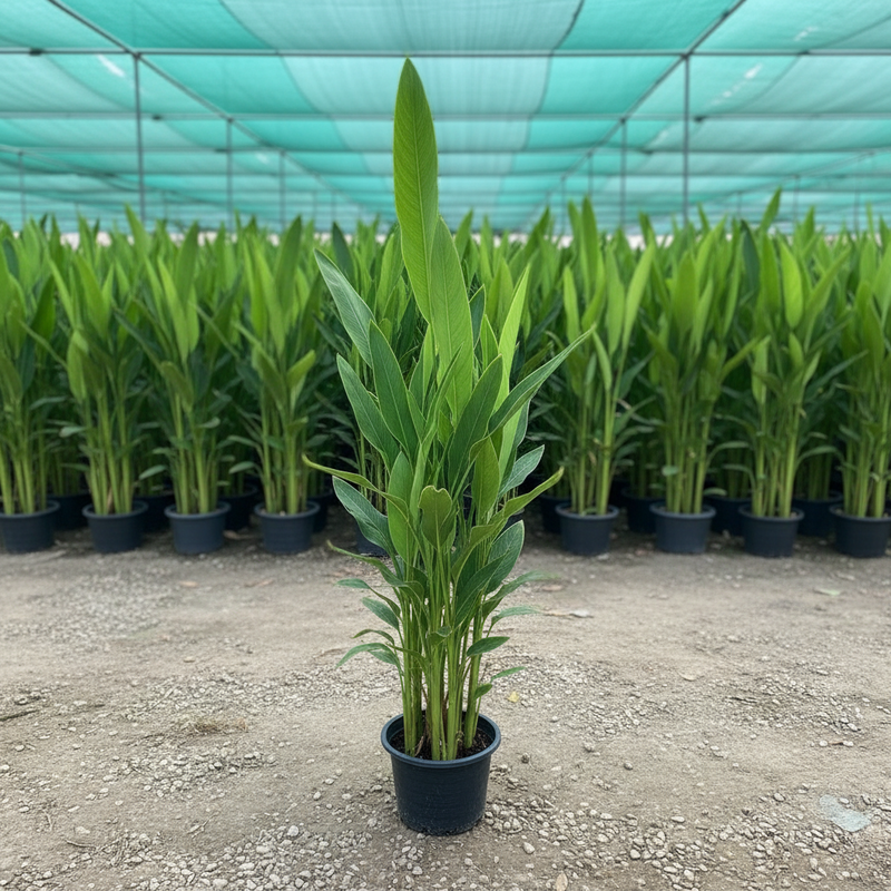 Heliconia Psittacorum "Parrot's beak / Parakeet flower" water plant