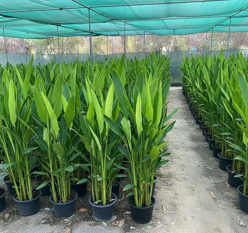 Heliconia Psittacorum "Parrot's beak / Parakeet flower" water plant - Greensouq - 