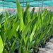 Heliconia Psittacorum "Parrot's beak / Parakeet flower" water plant - Greensouq - 