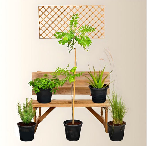 Herb Plant Bundle (Neem 1.4 - 1.5m | Aloe Vera 20 - 30cm | Rosemary | Curry Leaves | Mint) - Greensouq - 