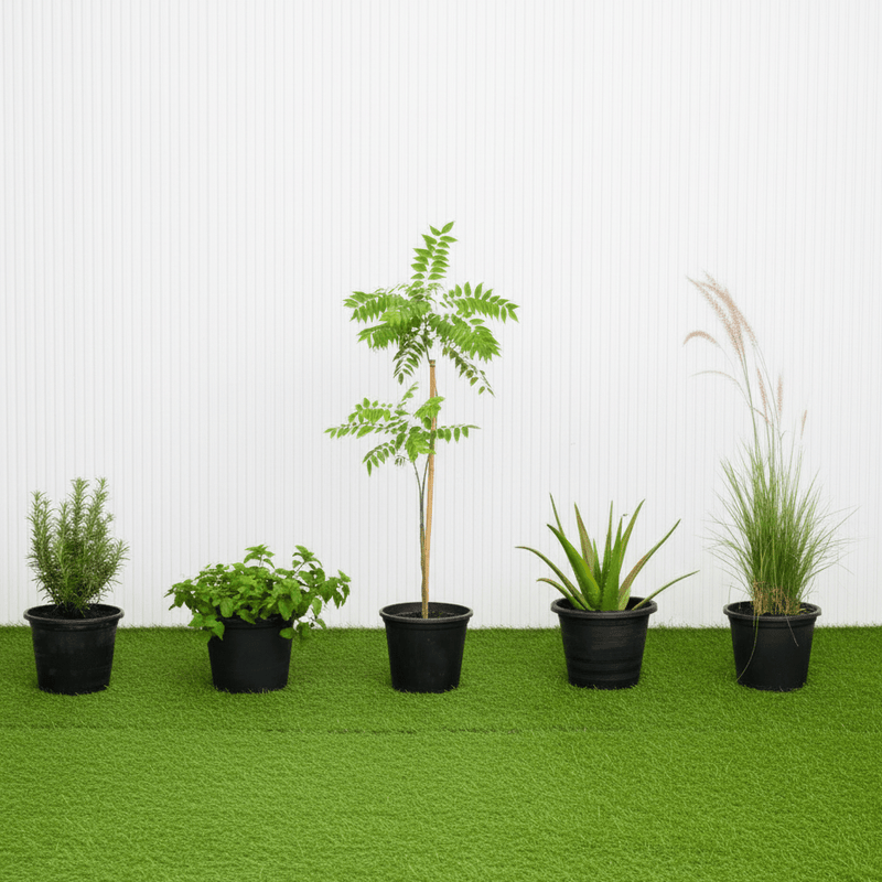 Herb Plant Bundle (Neem 1.4 - 1.5m | Aloe Vera 20 - 30cm | Rosemary | Curry Leaves | Mint) - Greensouq - 