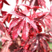 Hibiscus acetosella "Cranberry or Red Leaved Hibiscus" 0.4 - 0.5m - Greensouq - 
