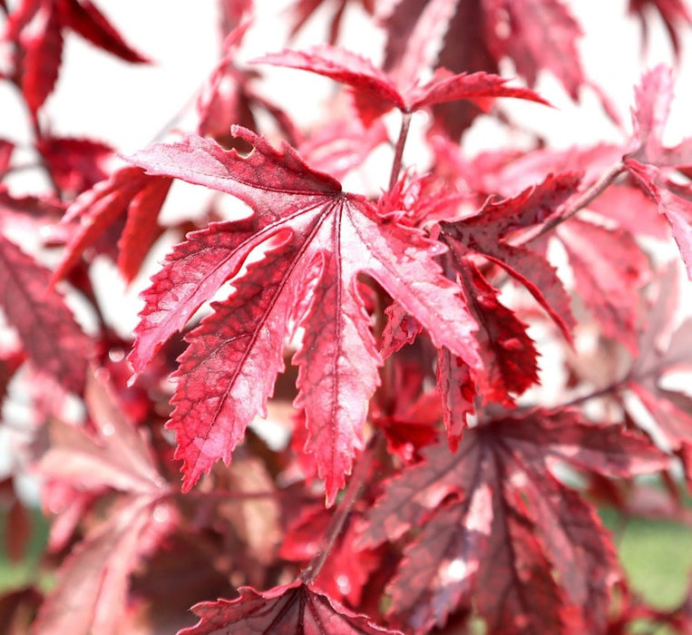 Hibiscus acetosella "Cranberry or Red Leaved Hibiscus" 0.4 - 0.5m - Greensouq - 