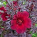 Hibiscus acetosella "Cranberry or Red Leaved Hibiscus" 0.4 - 0.5m - Greensouq - 
