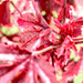 Hibiscus acetosella "Cranberry or Red Leaved Hibiscus" 0.4 - 0.5m - Greensouq - 