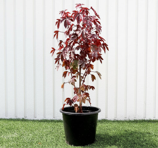 Cranberry Hibiscus acetosella | Red Leaved Hibiscus 0.4 - 0.5m - Greensouq -