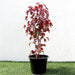 Hibiscus acetosella "Cranberry or Red Leaved Hibiscus" 0.4 - 0.5m - Greensouq - 